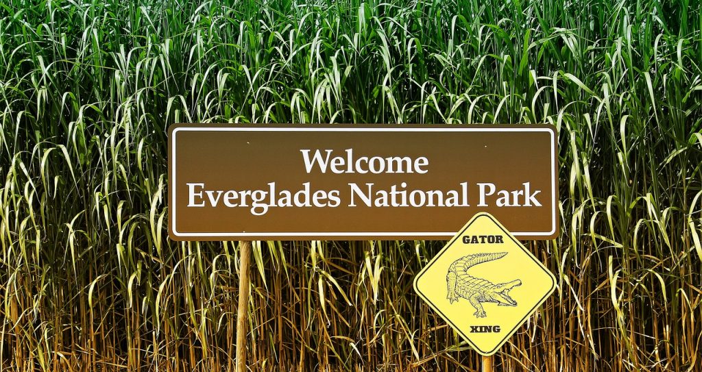 Go Wild at the Everglades National Park