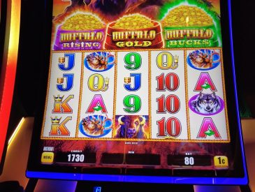 Cruise Ship Casinos - Can We Hit Buffalo Rising/Buffalo Bucks on Buffalo Triple Power Slot with $20?